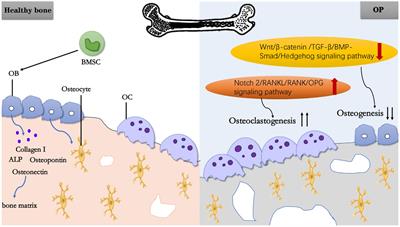 Cornus officinalis: a potential herb for treatment of osteoporosis